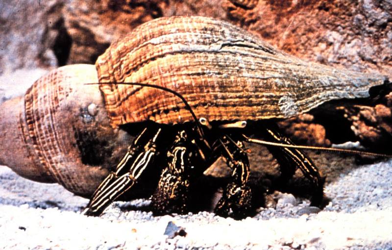 Striped Hermit Crab {!--소라게-->; DISPLAY FULL IMAGE.