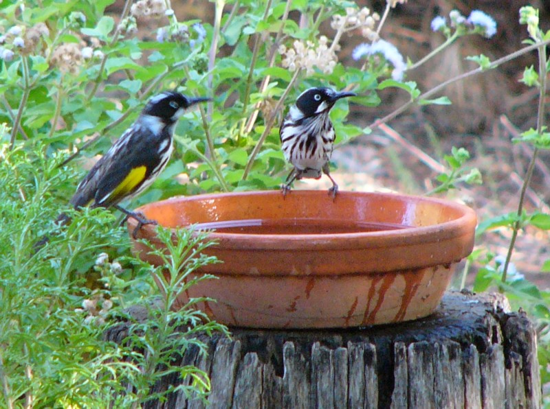 New holland honeyeaters 1 New Holland honeyeater (Phylidonyris novaehollandiae); DISPLAY FULL IMAGE.