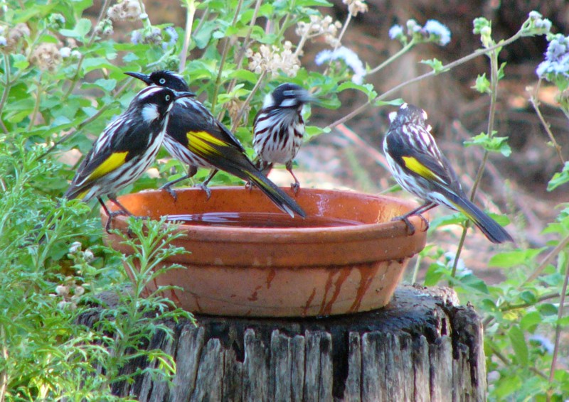 New holland honeyeaters 2; DISPLAY FULL IMAGE.