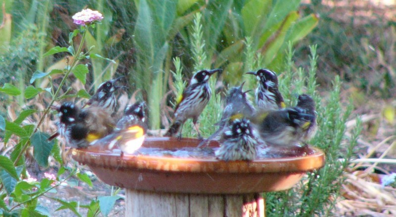 New holland honeyeaters 3 New Holland honeyeater (Phylidonyris novaehollandiae); DISPLAY FULL IMAGE.