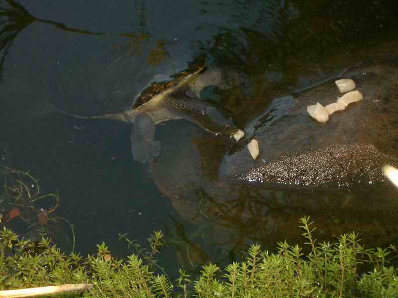 Same turtle later; DISPLAY FULL IMAGE.