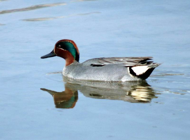 Common Teal (Anas crecca) {!--쇠오리-->; DISPLAY FULL IMAGE.