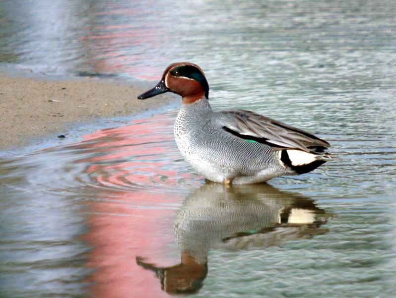 Common Teal (Anas crecca) {!--쇠오리-->; DISPLAY FULL IMAGE.