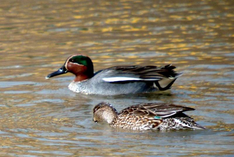 Common Teal pair (Anas crecca) {!--쇠오리-->; DISPLAY FULL IMAGE.