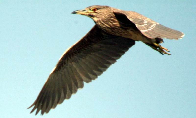 Black-crowned Night Heron juvenile ?; DISPLAY FULL IMAGE.