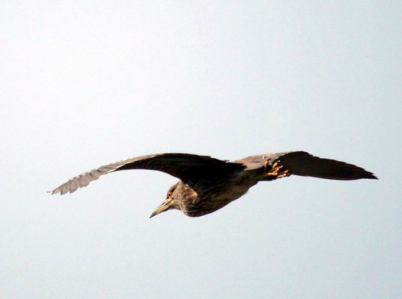 Black-crowned Night Heron juvenile ?; DISPLAY FULL IMAGE.