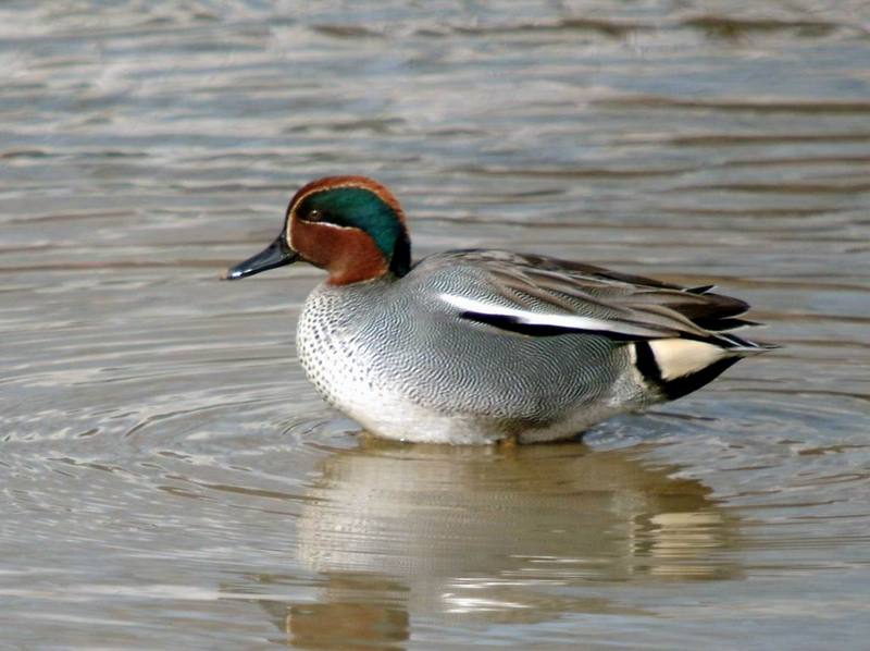 Common Teal (Anas crecca) {!--쇠오리-->; DISPLAY FULL IMAGE.