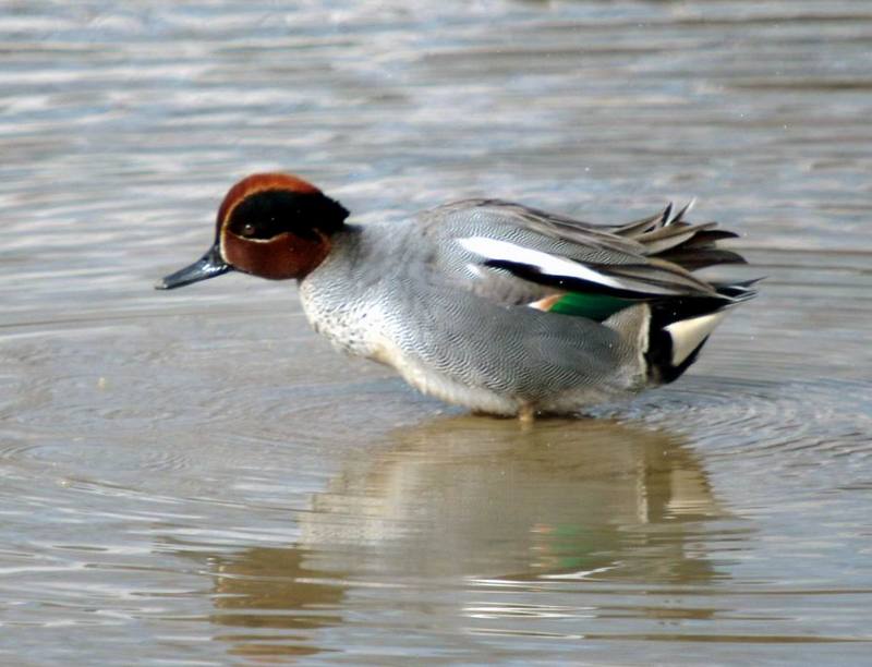 Common Teal (Anas crecca) {!--쇠오리-->; DISPLAY FULL IMAGE.