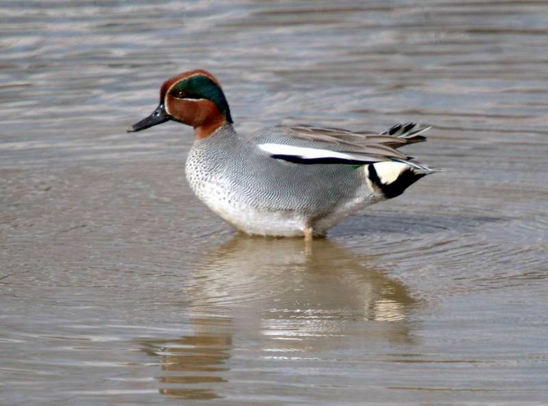 Common Teal (Anas crecca) {!--쇠오리-->; DISPLAY FULL IMAGE.