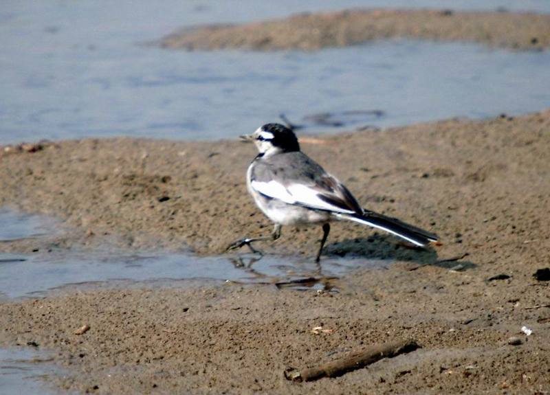 Black-backed Wagtail (Motacilla lugens) {!--백할미새-->; DISPLAY FULL IMAGE.