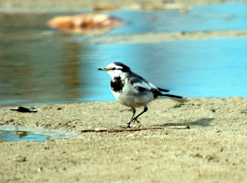 Black-backed Wagtail (Motacilla lugens) {!--백할미새-->; DISPLAY FULL IMAGE.