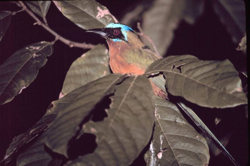 Blue-crowned Motmot (Momotus momota) {!--벌잡이새사촌-->; DISPLAY FULL IMAGE.