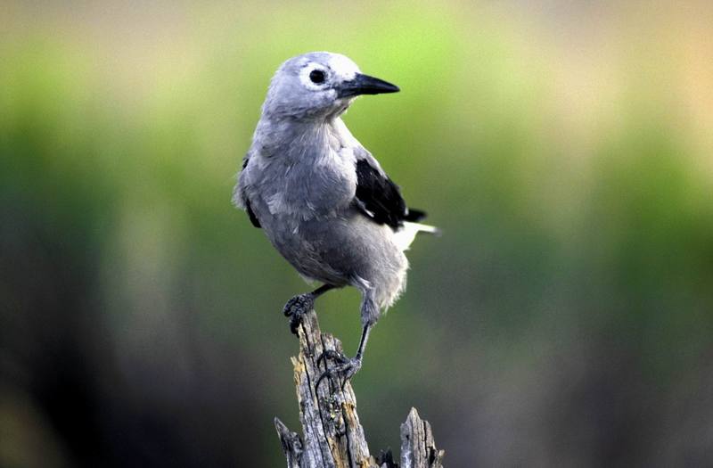 Clark's Nutcracker (Nucifraga columbiana) {!--북아메리카잣까마귀-->; DISPLAY FULL IMAGE.