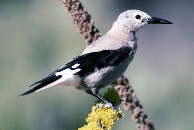 Clark's Nutcracker (Nucifraga columbiana) {!--북아메리카잣까마귀-->; DISPLAY FULL IMAGE.