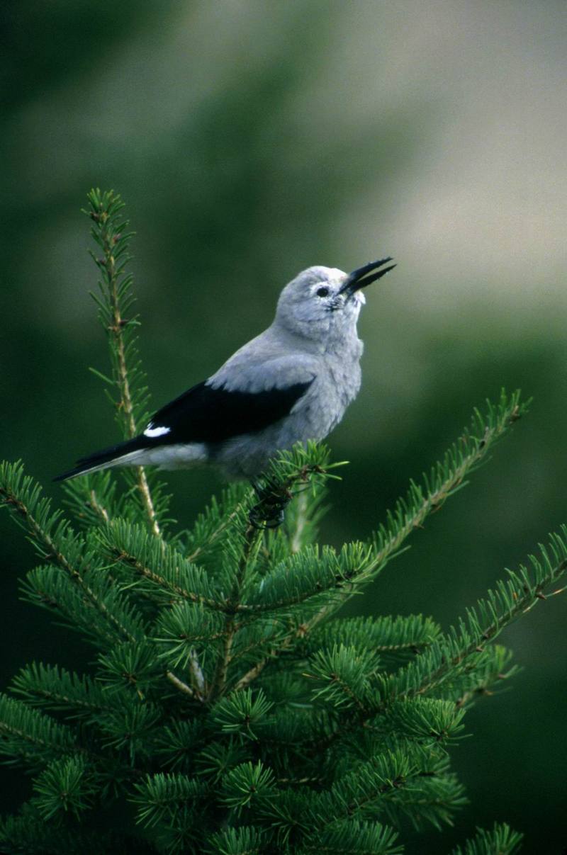 Clark's Nutcracker (Nucifraga columbiana) {!--북아메리카잣까마귀-->; DISPLAY FULL IMAGE.