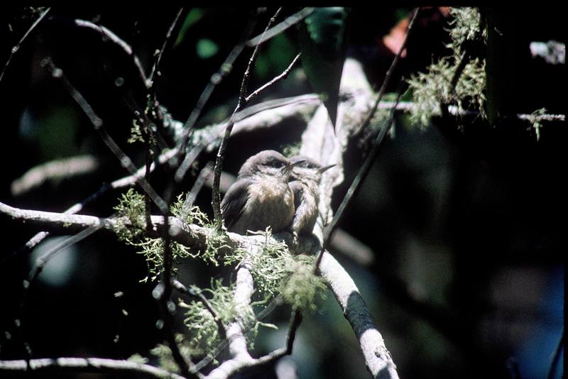 Pygmy Nuthatch pair (Sitta pygmaea) {!--애기동고비-->; DISPLAY FULL IMAGE.