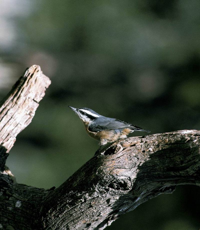 Red-breasted Nuthatch (Sitta canadensis) {!--캐나다동고비-->; DISPLAY FULL IMAGE.