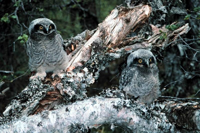Northern Hawk Owl chicks (Surnia ulula) [긴꼬리올빼미]; DISPLAY FULL IMAGE.