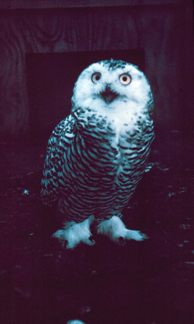 Snowy Owl (Nyctea scandiaca) {!--흰올빼미-->; DISPLAY FULL IMAGE.