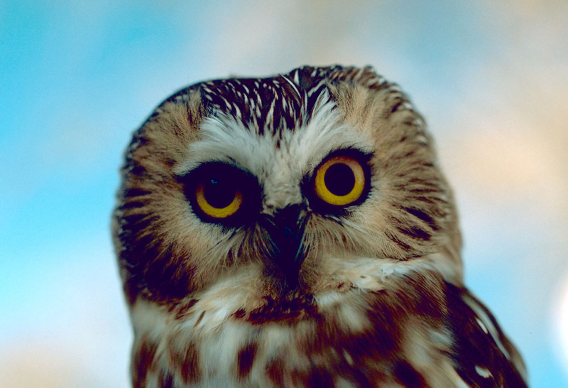 Northern Saw-whet Owl (Aegolius acadicus) {!--애기금눈올빼미-->; DISPLAY FULL IMAGE.