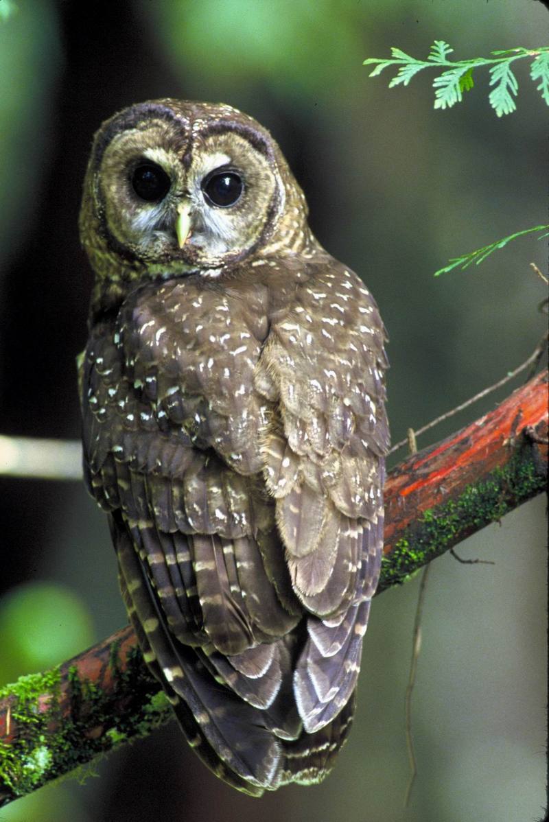 Northern Spotted Owl (Strix occidentalis caurina) {!--점박이올빼미-->; DISPLAY FULL IMAGE.