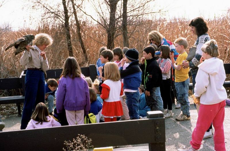 Great Horned Owl demonstration (Bubo virginianus) {!--큰뿔부엉이-->; DISPLAY FULL IMAGE.