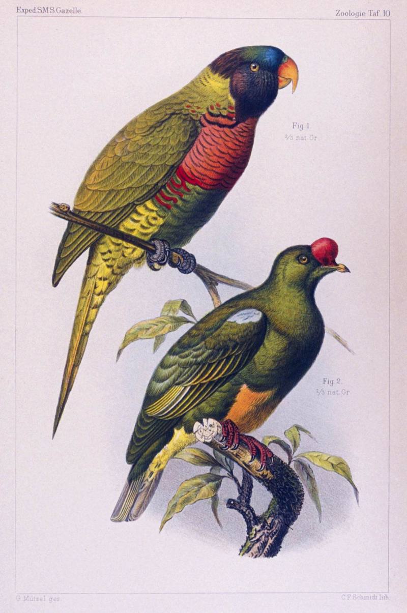 Parrot illust (Psittacidae) {!--앵무-->; DISPLAY FULL IMAGE.