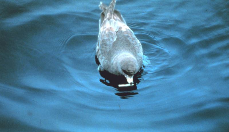 Northern Fulmar (Fulmarus glacialis) {!--북방풀머갈매기-->; DISPLAY FULL IMAGE.