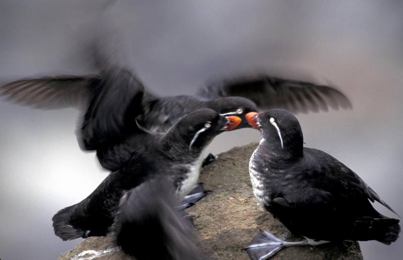 Parakeet Auklet (Aethia psittacula) {!--바다앵무-->; DISPLAY FULL IMAGE.