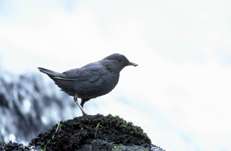 American Dipper (Cinclus mexicanus) {!--멕시코물까마귀-->; DISPLAY FULL IMAGE.