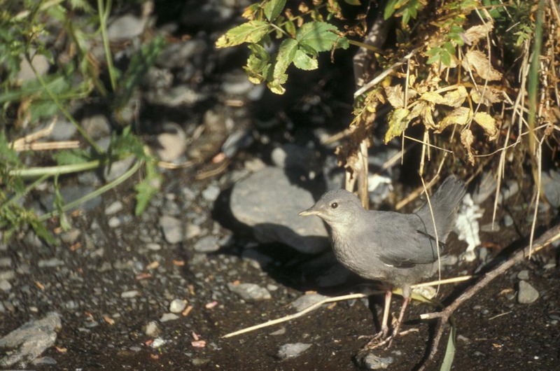 American Dipper (Cinclus mexicanus) {!--멕시코물까마귀-->; DISPLAY FULL IMAGE.