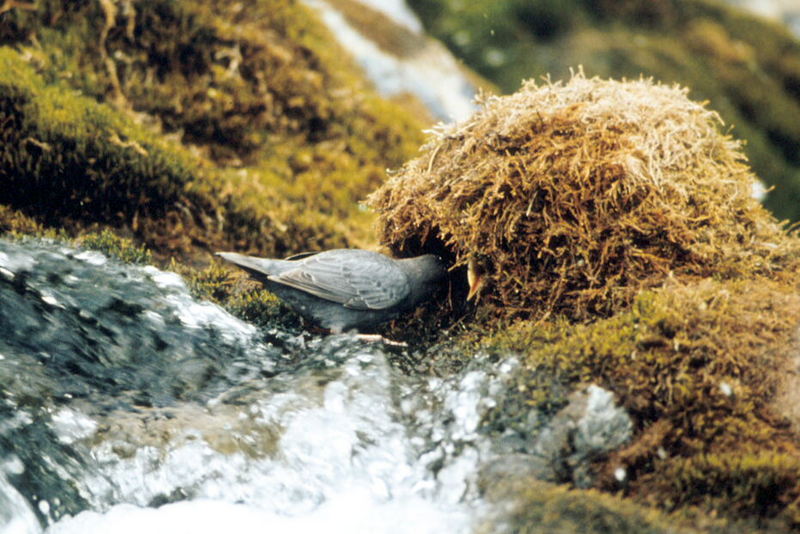 American Dipper at nest (Cinclus mexicanus) {!--멕시코물까마귀-->; DISPLAY FULL IMAGE.