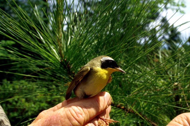 Common Yellowthroat (Geothlypis trichas) {!--노란목솔새-->; DISPLAY FULL IMAGE.