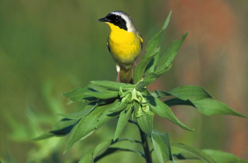 Common Yellowthroat (Geothlypis trichas) {!--노란목솔새-->; DISPLAY FULL IMAGE.