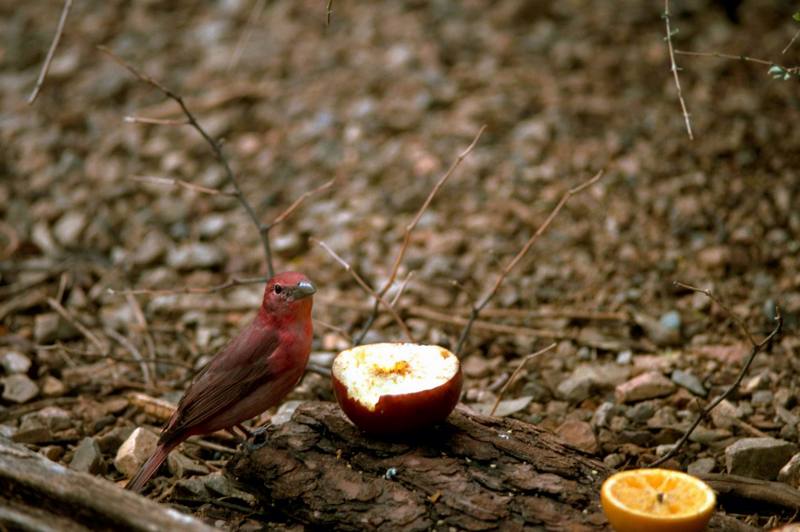 Hepatic Tanager (Piranga flava) {!--간풍금조(肝風琴鳥)-->; DISPLAY FULL IMAGE.