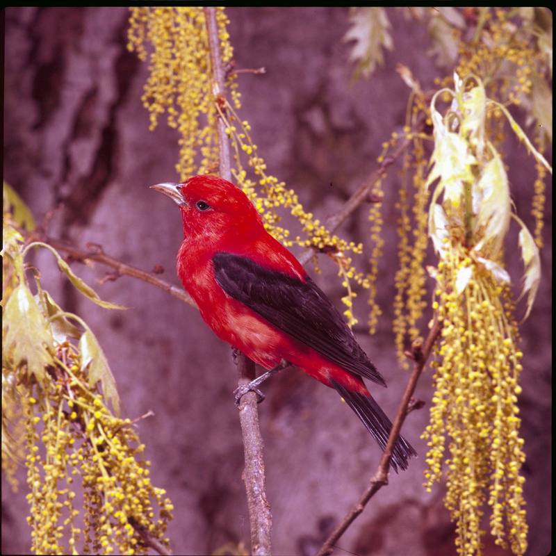 Scarlet Tanager (Piranga olivacea) {!--붉은풍금조(--風琴鳥)-->; DISPLAY FULL IMAGE.