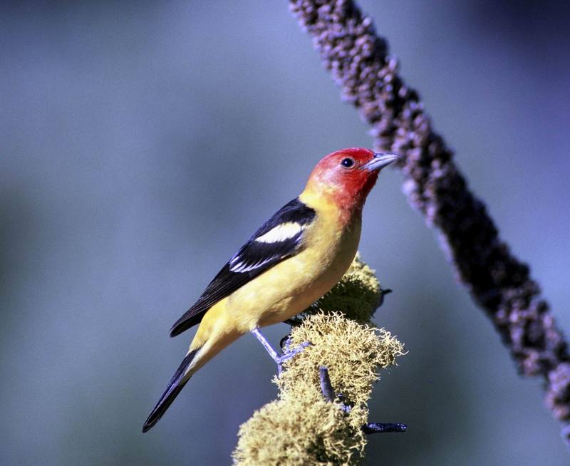 Western Tanager (Piranga ludoviciana) {!--비단풍금조(--風琴鳥)-->; DISPLAY FULL IMAGE.