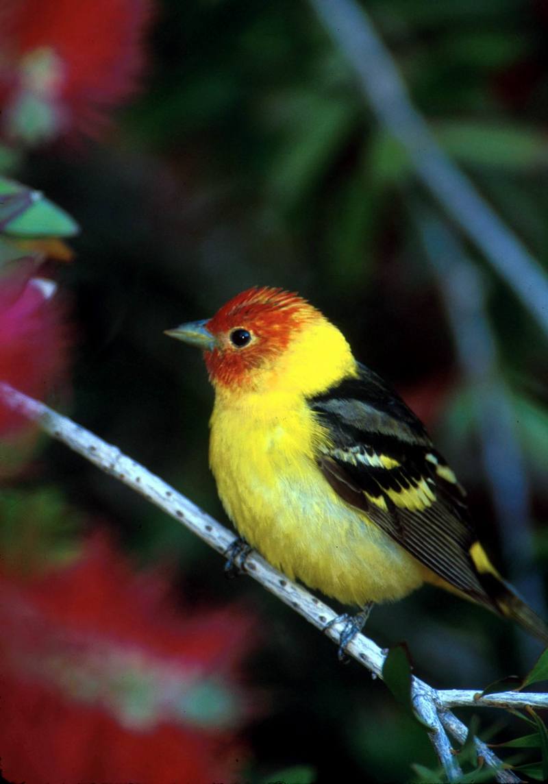 Western Tanager (Piranga ludoviciana) {!--비단풍금조(--風琴鳥)-->; DISPLAY FULL IMAGE.