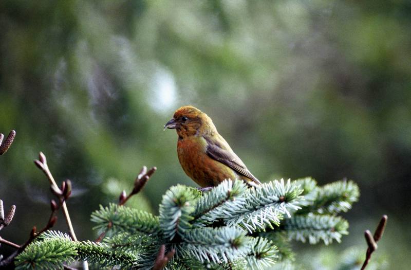 Red Crossbill (Loxia curvirostra) {!--솔잣새-->; DISPLAY FULL IMAGE.