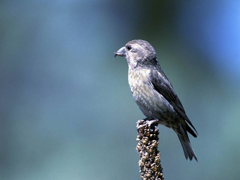 Red Crossbill (Loxia curvirostra) {!--솔잣새-->; DISPLAY FULL IMAGE.