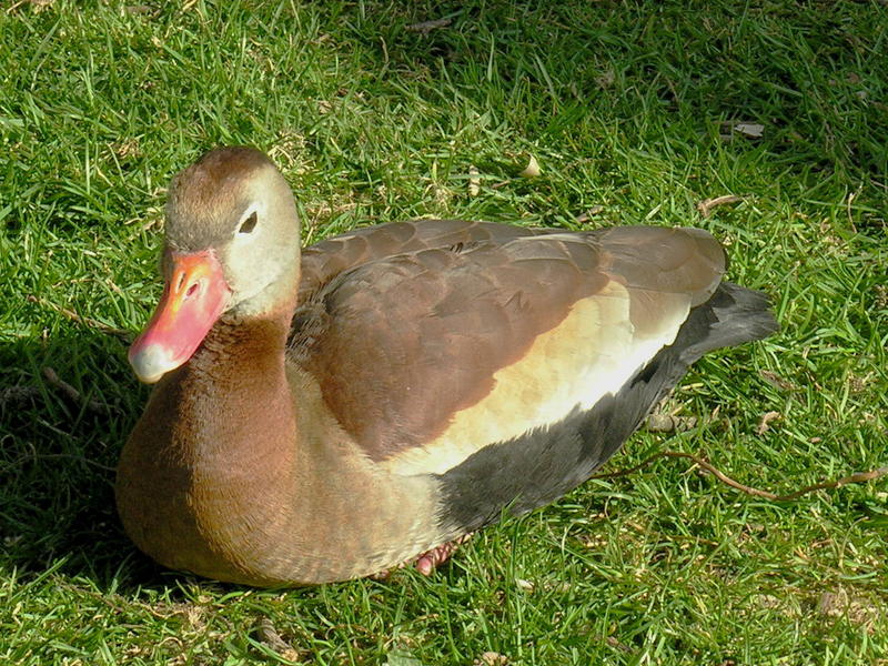 Black-bellied Whistling-Duck; DISPLAY FULL IMAGE.