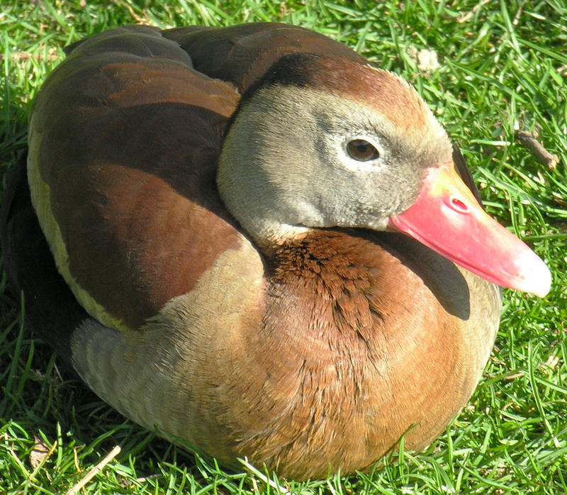 Black-bellied Whistling-Duck 2; DISPLAY FULL IMAGE.