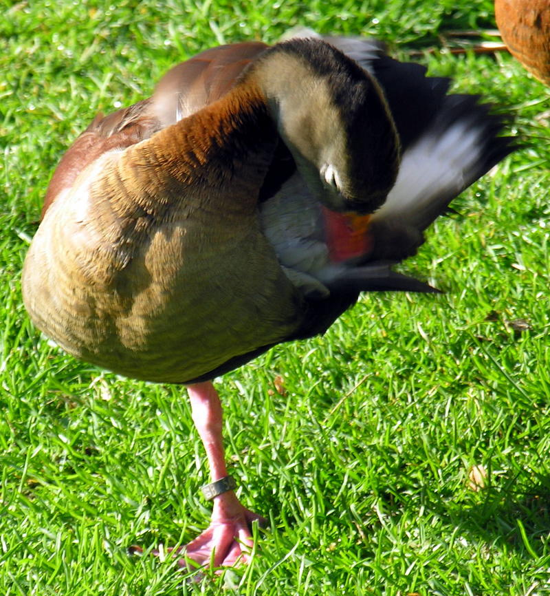 Black-bellied Whistling-Duck 3; DISPLAY FULL IMAGE.