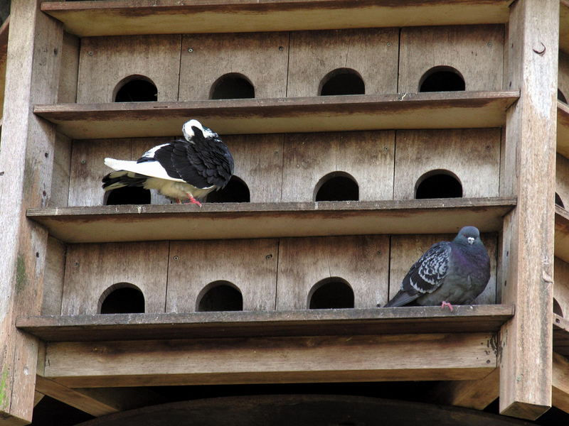 feral pigeon; DISPLAY FULL IMAGE.
