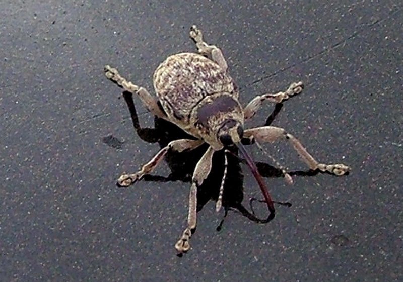 Acorn Weevil; DISPLAY FULL IMAGE.