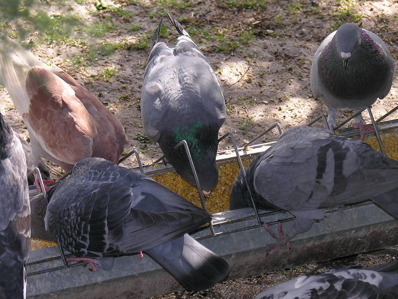 feral pigeon; DISPLAY FULL IMAGE.