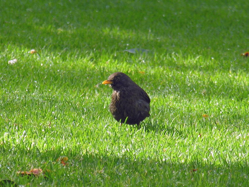 Common blackbird 1; DISPLAY FULL IMAGE.