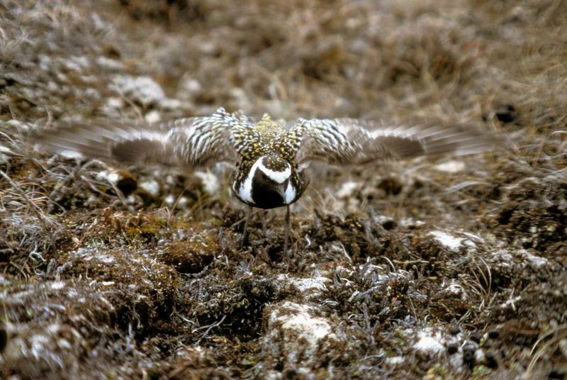 American Golden-Plover (Pluvialis dominica) {!--검은가슴물떼새-->; DISPLAY FULL IMAGE.