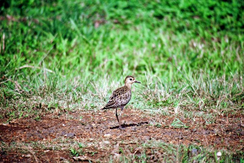 Pacific Golden-Plover (Pluvialis fulva) {!--검은가슴물떼새-->; DISPLAY FULL IMAGE.