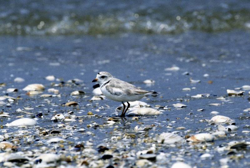 Piping Plover (Charadrius melodus) {!--노래물떼새-->; DISPLAY FULL IMAGE.